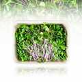 embalado com microgreens rabanetes verdes, folhas / mudas muito jovens - 100g - Concha PE