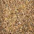 6 kornblanding (hvete, rug, spelt, havre, hirse, bygg) - 1 kg - bag