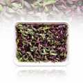 embalado com microgreens de beterraba, folhas / mudas muito jovens - 75g - Concha PE