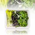 confezionato con Microgreens MIX MiniColorBox, 3 varieta di foglie / piantine molto giovani - 90 g, 3 x 30 g - Guscio in PE