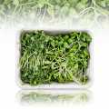 fully packed Microgreens MIX MiniGreenBox, 3 types of very young leaves / seedlings - 90g, 3x30g - PE shell