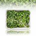 fuldt pakket Microgreens MIX MiniGreenBox, 3 typer meget unge blade / frøplanter - 90g, 3x30g - PE skal