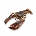 Atlantic lobster, UHP, whole with shell, individually wrapped - 500g - network