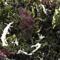 Kaiso Gedroogde Zeewiermix, gedroogd zeewier, 6 soorten algen voor Kaisosalade - 100 g - Zak