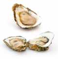 Verse grote oesters - Gillardeau G2 (Crassostrea gigas), elk ongeveer 115 g - 48 stuks van elk ca. 115 g - Doos
