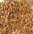 wheat, whole - 1 kg - bag