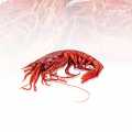 Deep-sea shrimp Carabiniero 0, wild caught - approx. 1,000 g - Cardboard