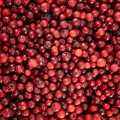 Sumske brusnice, brusnice, cijele - 2,5 kg - vrecica Sumske brusnice, brusnice, cijele - 2,5 kg - vrecica