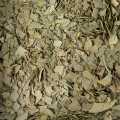 Lisce eukaliptusa, osuseno - 1 kg - vrecica Lisce eukaliptusa, osuseno - 1 kg - vrecica