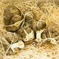 Tartufi i bardhe - nga Alba (Tuber magnatum pico) - CERTIFIKATA ALBA, PAKETUAR INDIVIDUAL - per gram - Te lirshme