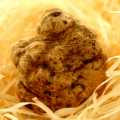 Tartufo fresco bianco d`Alba, tuber magnatum pico, La Bilancia, tuberi da 20g circa, da ottobre a fine dicembre (PREZZO GIORNALIERO) - per grammo - -