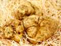 Truffle White Truffle - Umbria knol magnatum pico, vers uit Italië, verkrijgbaar vanaf ca. 20 g, van oktober tot december (DAGELIJKSE PRIJS) - per gram - -