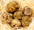 Truffels kleine witte truffels, Tondellos, van oktober tot eind december (DAGPRIJS) - per gram - -