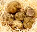 Truffles truffle putih kecil, Tondellos, dari Oktober hingga akhir Disember (HARGA HARIAN) - setiap gram - -