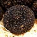Truffle summer truffle from Italy / Burgundy truffle, tuber aestivum / uncinatum, washed, tubers from about 30g, from April to December (DAILY PRICE) - per gram - -