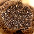 Truffle Asia truffle, ubi indicum, dicuci, dari Oktober hingga April (HARGA HARIAN) - setiap gram - -