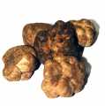 Truffles Bianchetti - tuber albidum, white spring truffles extra, fresh, Italy (DAILY RATE) - per gram - -