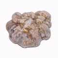 White truffle - tuber magnatum pico, Italy, flash frozen at -80°C - per gram - vacuum